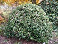 Ilex cornuta.jpg_s.jpg